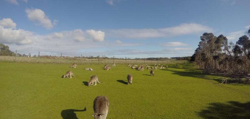 Phillip Island (Ruta Costera Melbourne-Sydney)